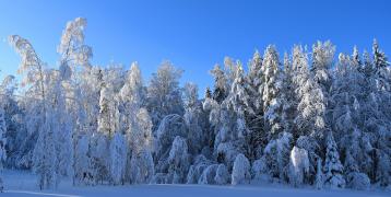 Sowy forest behind the open field and blue sky